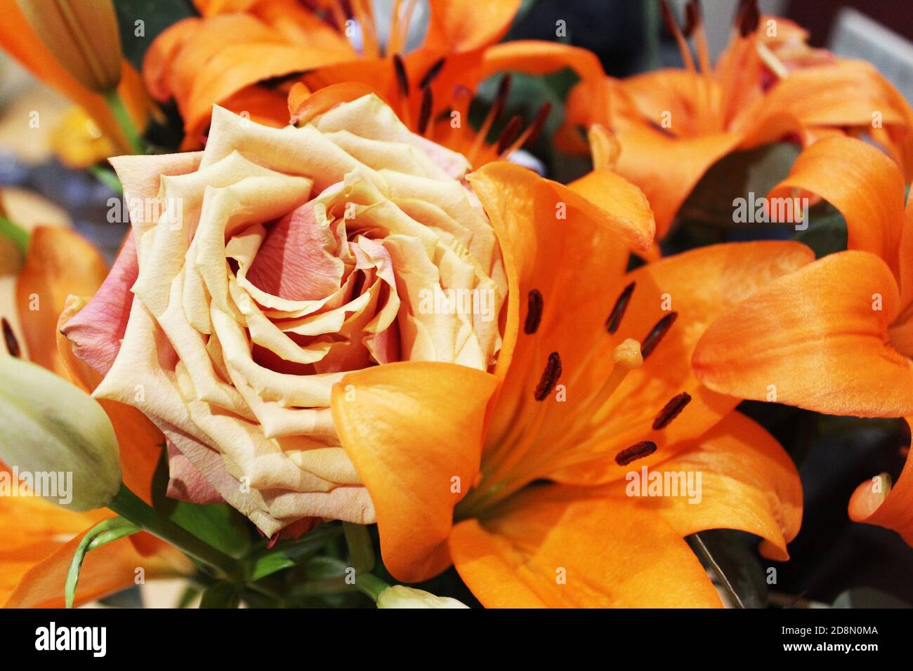 Close up orange rose (Rosa) in a bunch/bouquet of Orange County king lilies (Lilium), orange flowers Stock Photo