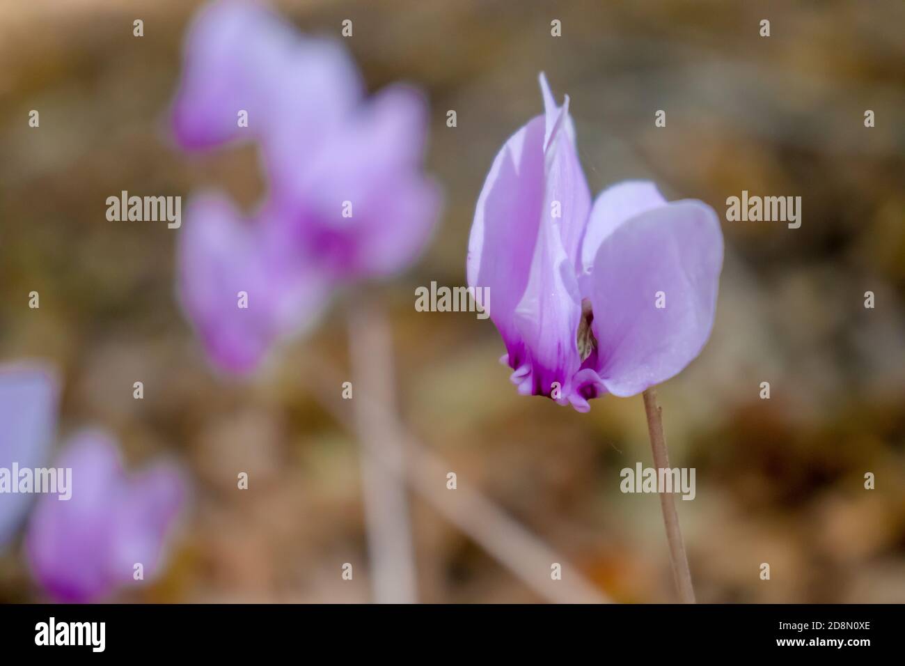close up purple and pink cyclamen growing in the mountains among the trees. Stock Photo