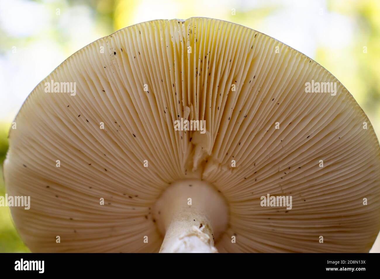 background under the hat of the mushroom with reeds in the woods. Stock Photo