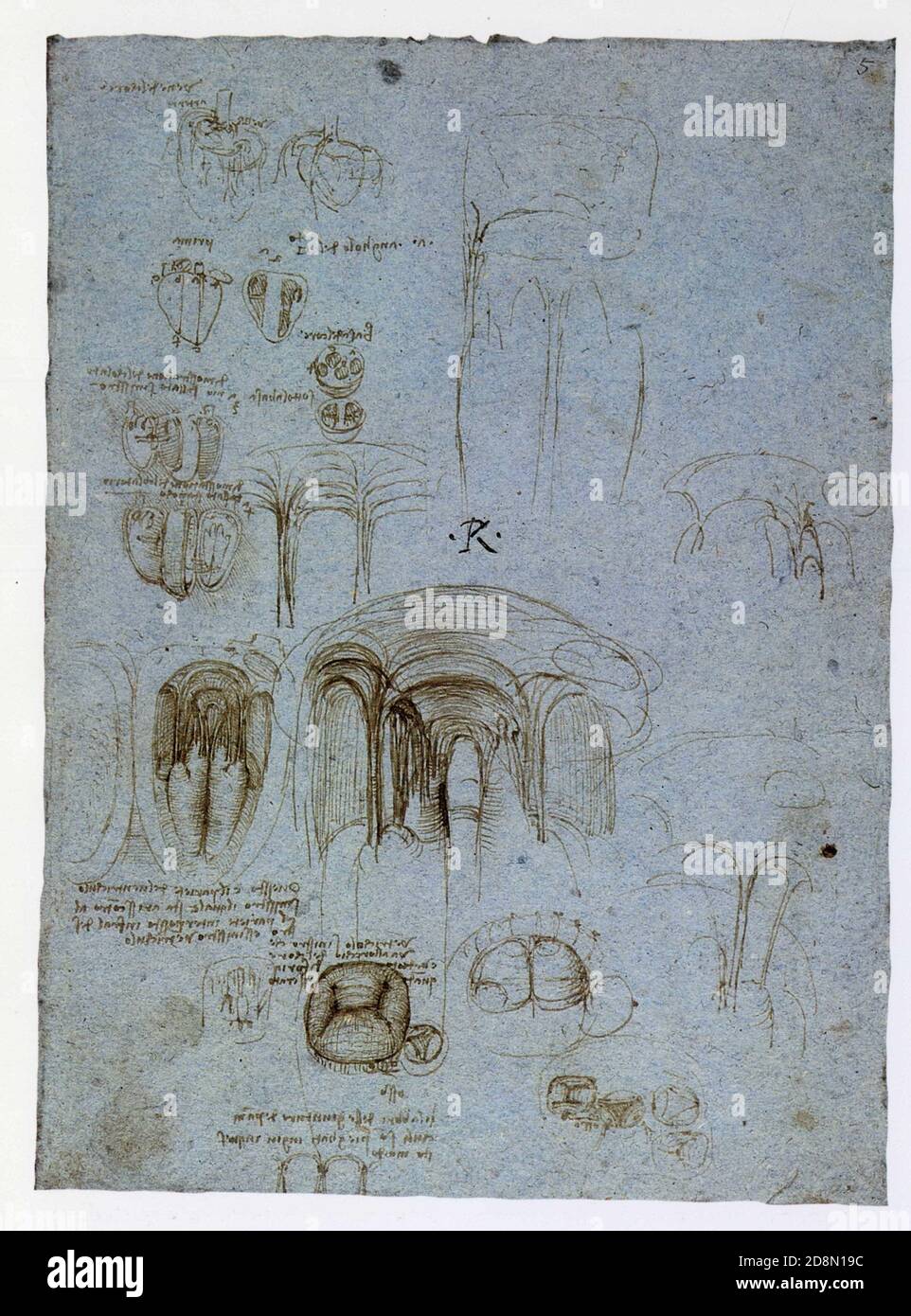 Leonardo da Vinci. The ventricles of the heart. 1513. Pen and ink on