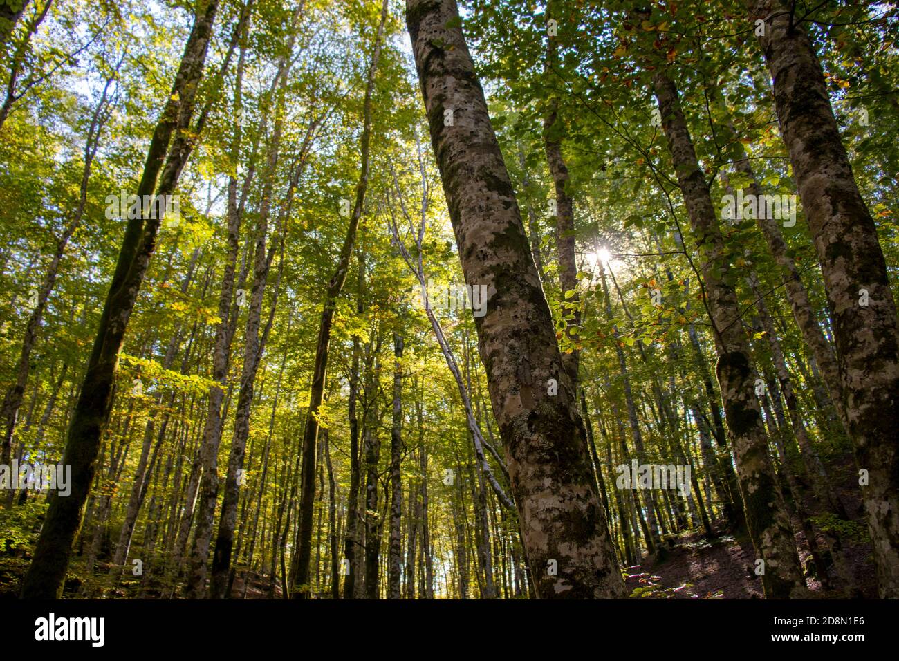 tall green pine forest with sky behind Stock Photo - Alamy