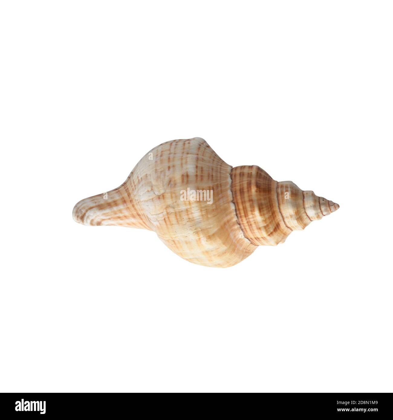 Seashell isolated on white background. Shell for design Stock Photo - Alamy