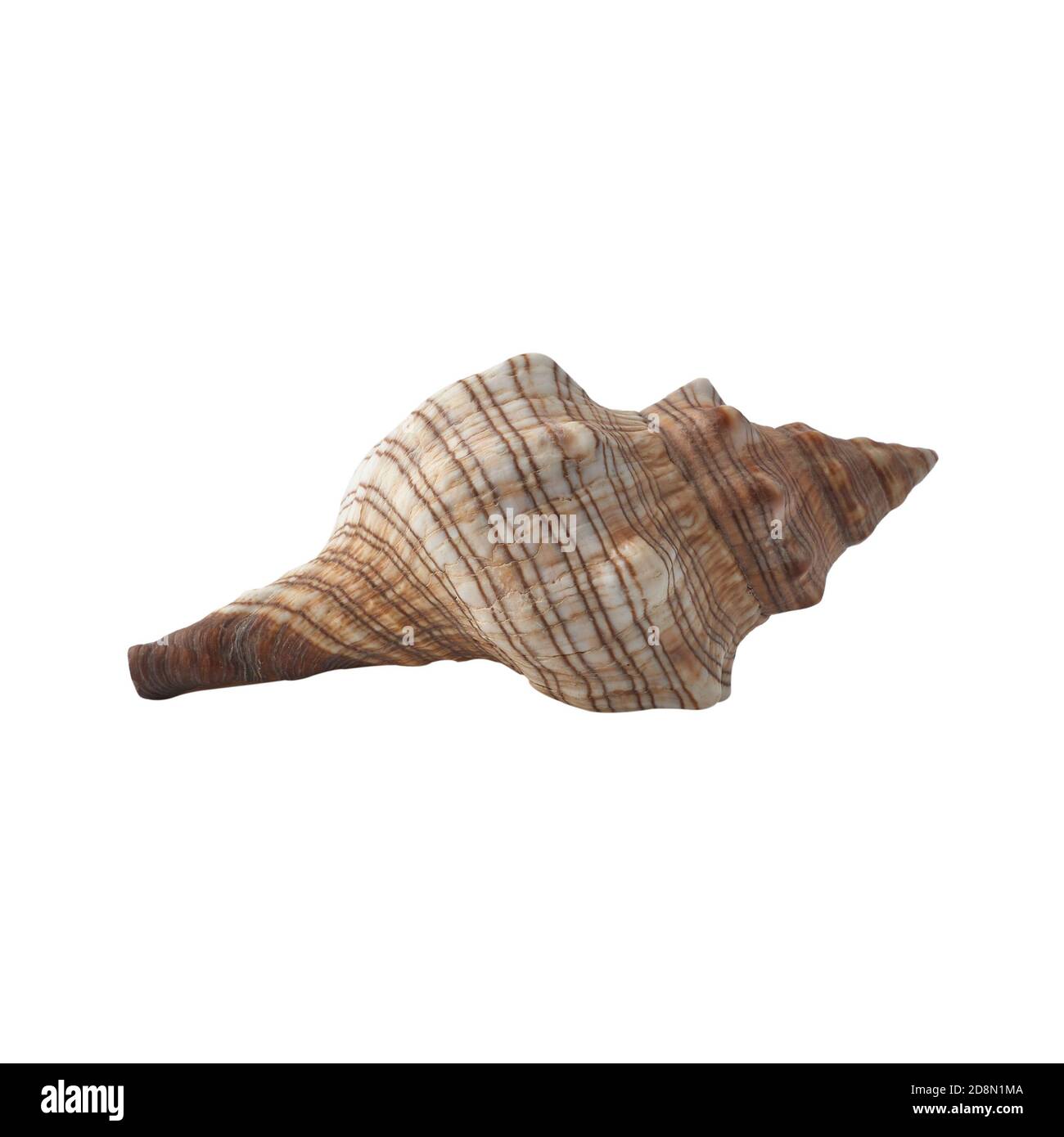 Seashell isolated on white background. Shell for design Stock Photo - Alamy