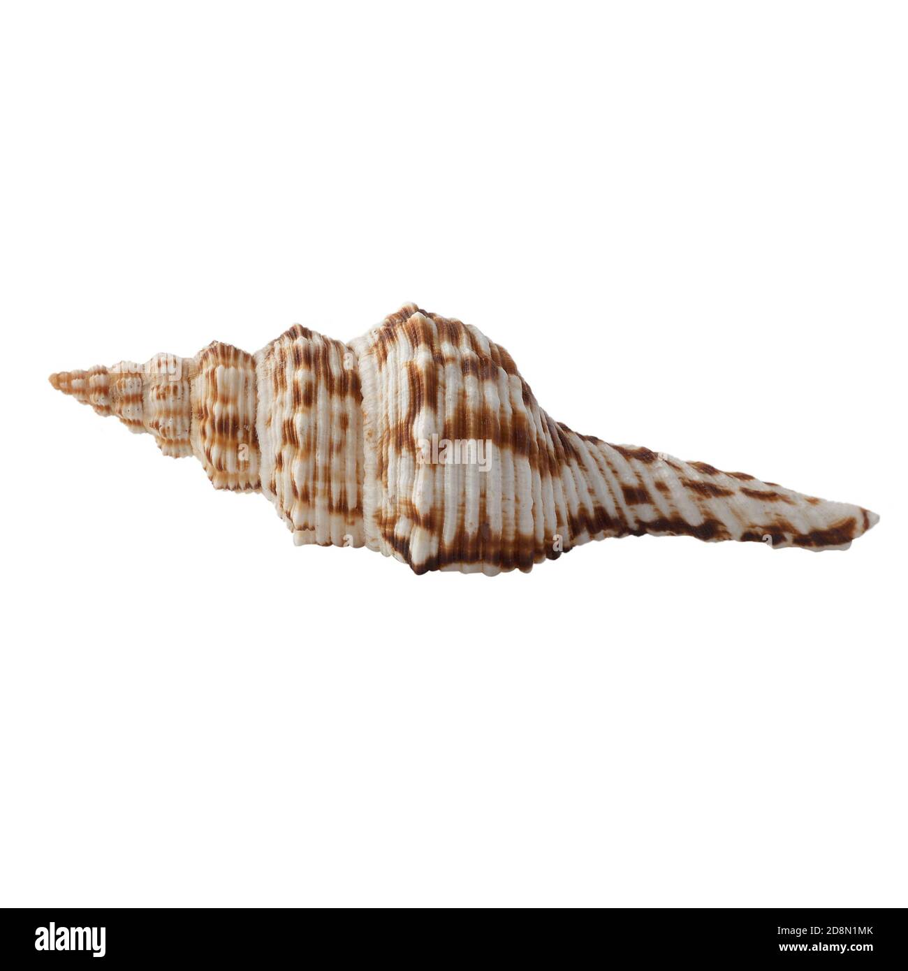 Seashell isolated on white background. Shell for design Stock Photo - Alamy