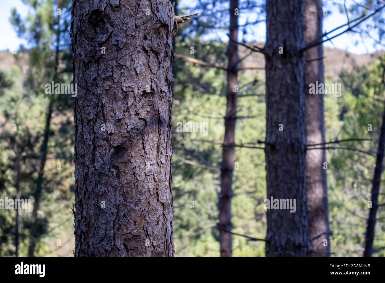 tall green pine forest with sky behind Stock Photo - Alamy