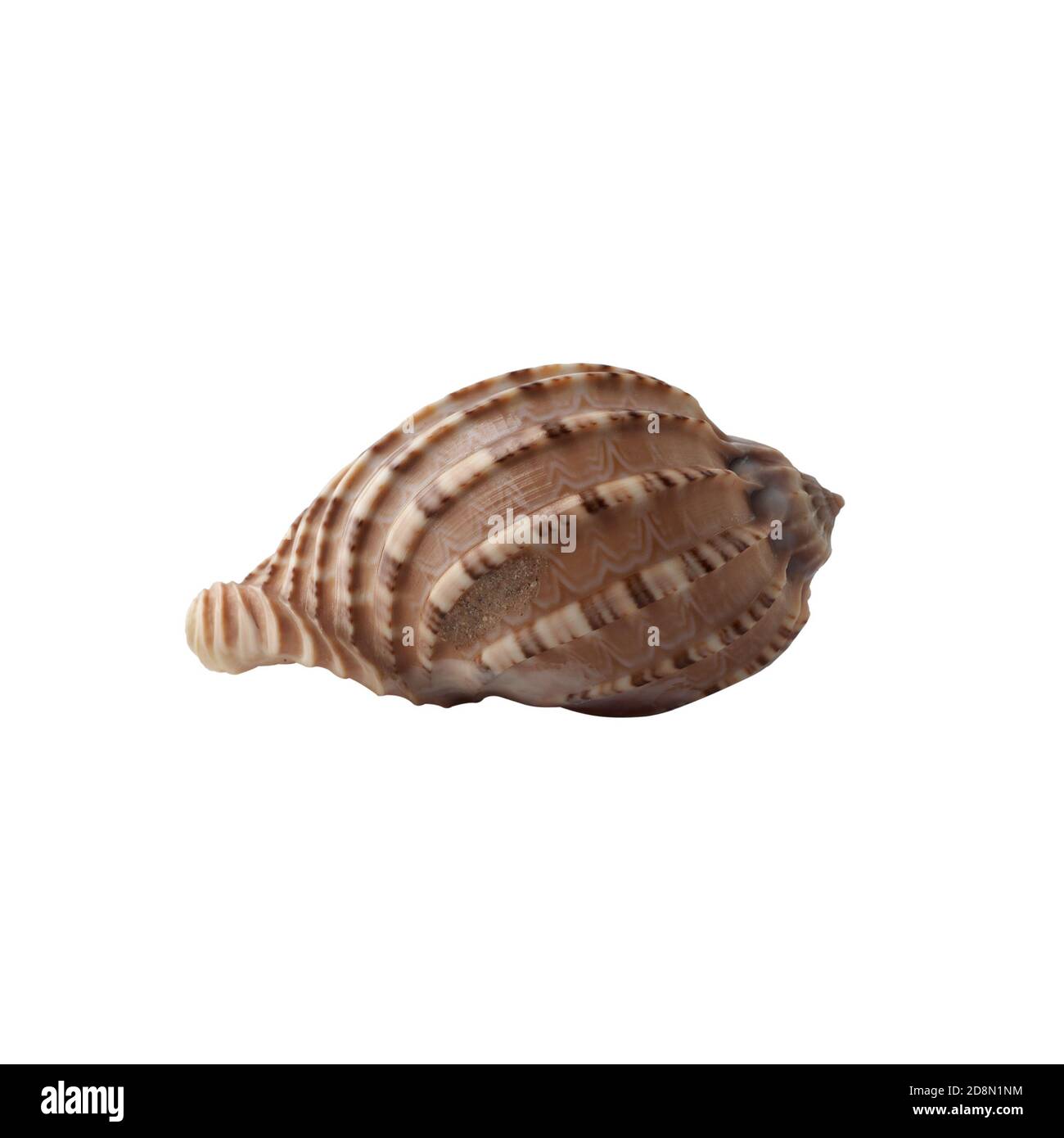 Seashell isolated on white background. Shell for design Stock Photo - Alamy