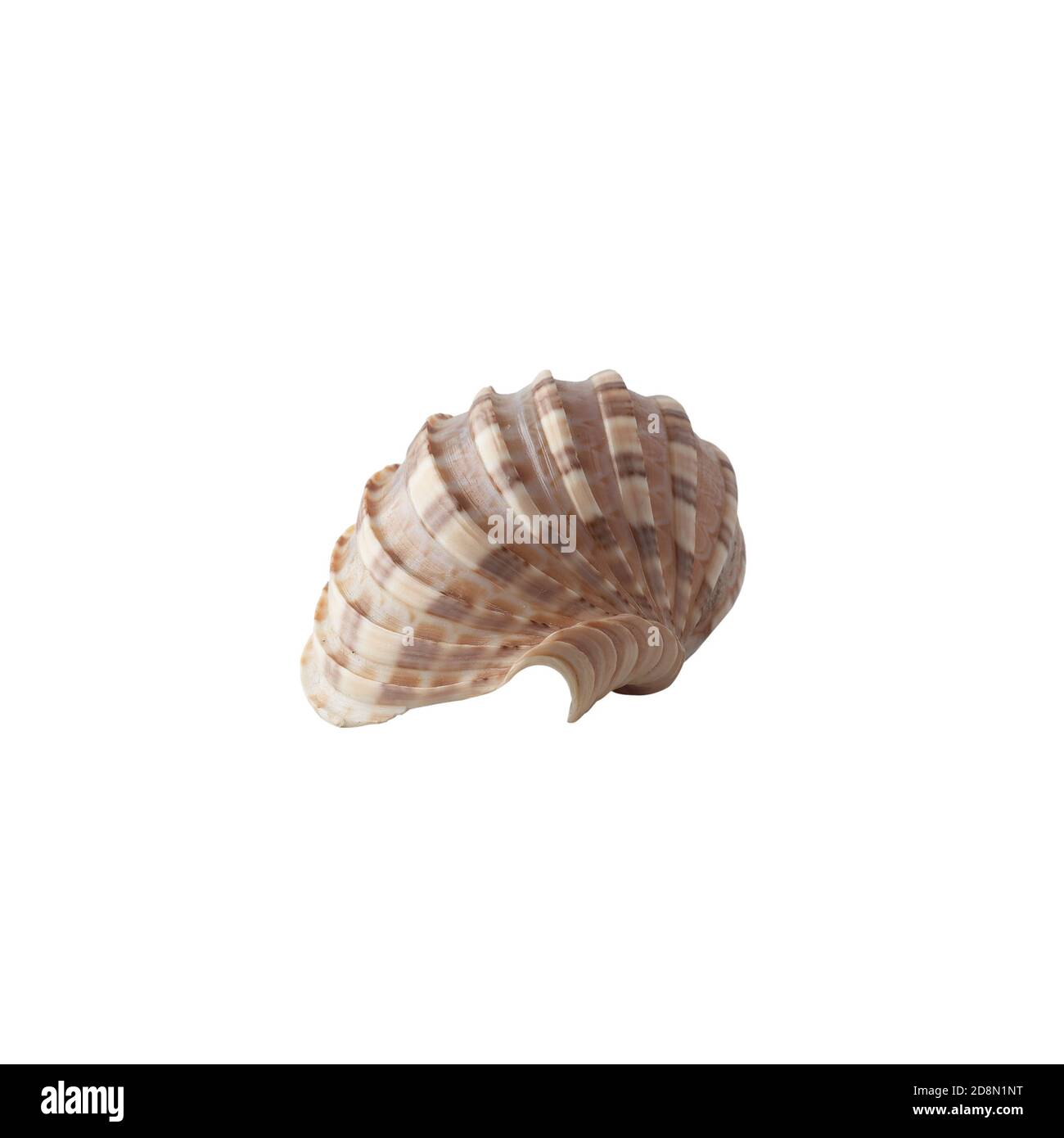 Seashell isolated on white background. Shell for design Stock Photo - Alamy