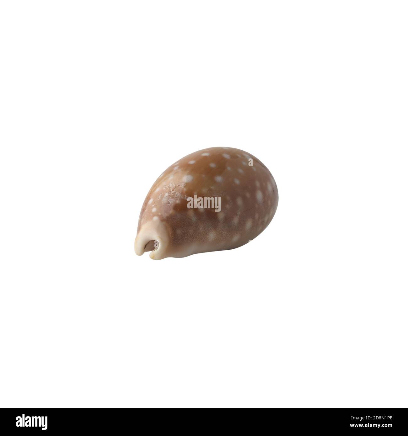 Seashell isolated on white background. Shell for design Stock Photo - Alamy