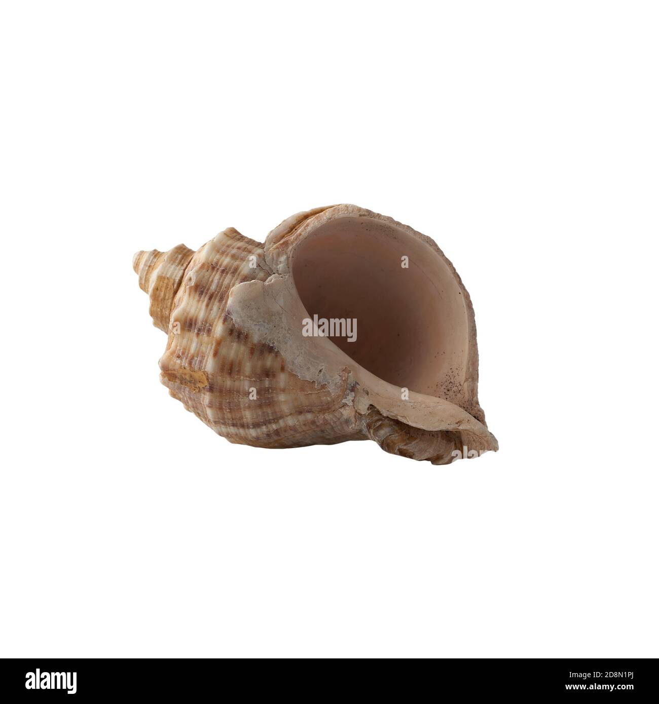 Seashell isolated on white background. Shell for design Stock Photo - Alamy
