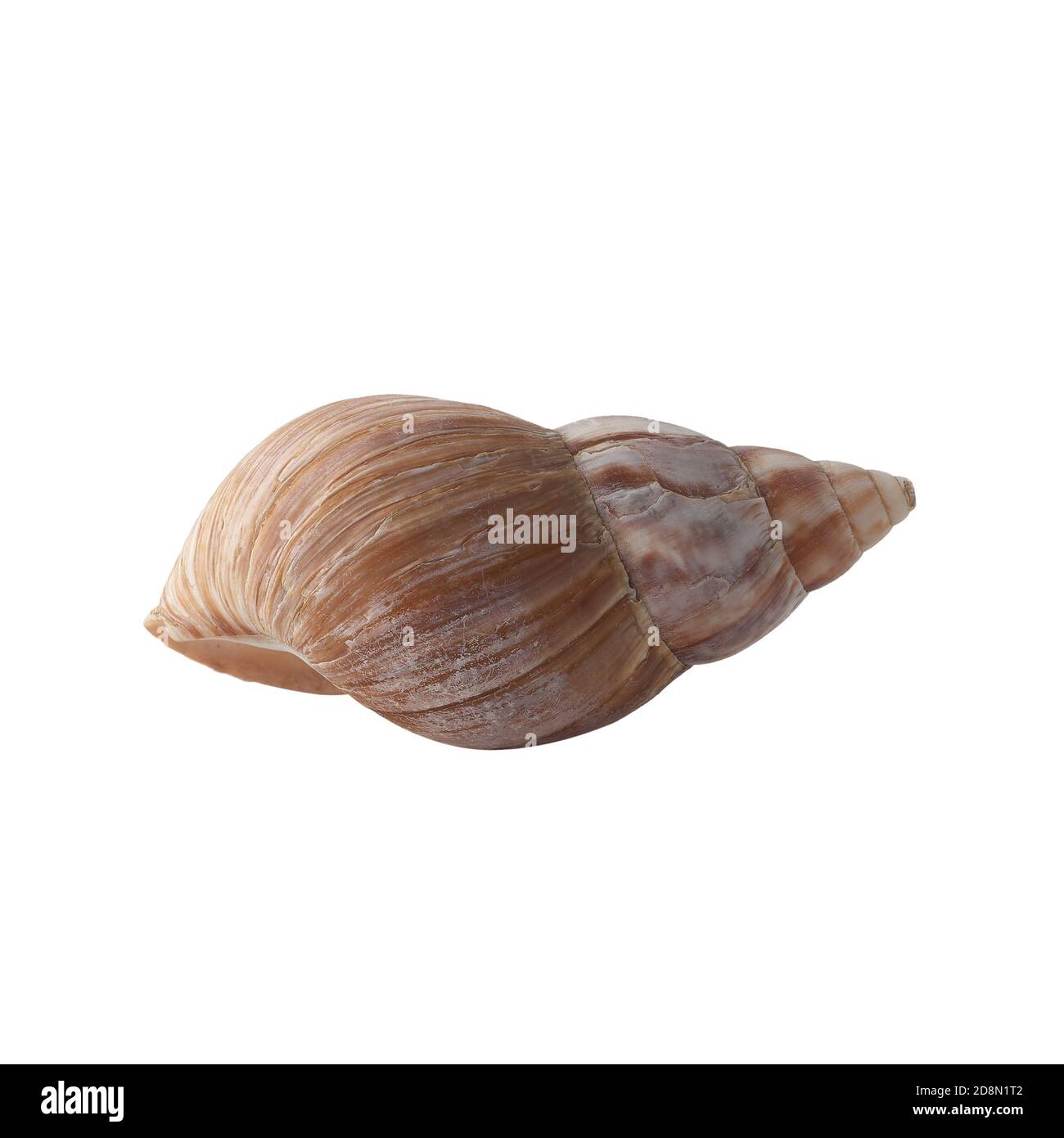 Seashell isolated on white background. Shell for design Stock Photo - Alamy