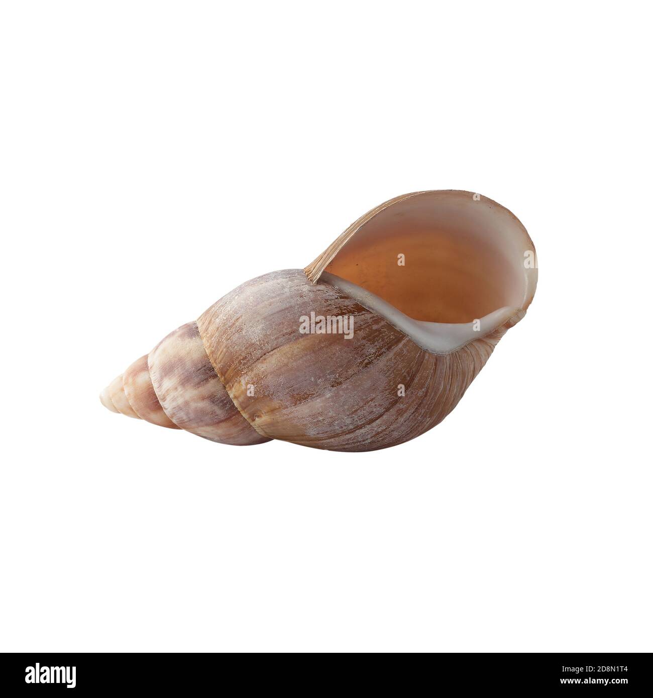 Seashell isolated on white background. Shell for design Stock Photo - Alamy