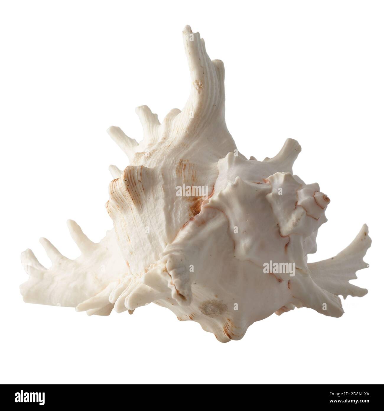 Seashell isolated on white background. Shell for design Stock Photo - Alamy