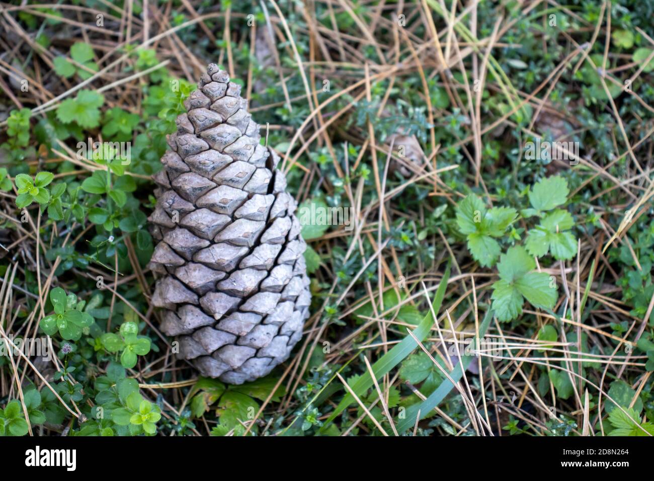 Pinnees pine cone up close in the ground among the pine needles Stock Photo - Alamy