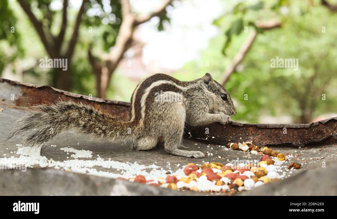 The Indian palm squirrel having food. is a species of rodent in the family Sciuridae found naturally in India (south of the Vindhyas) and Sri Lanka. Stock Photo