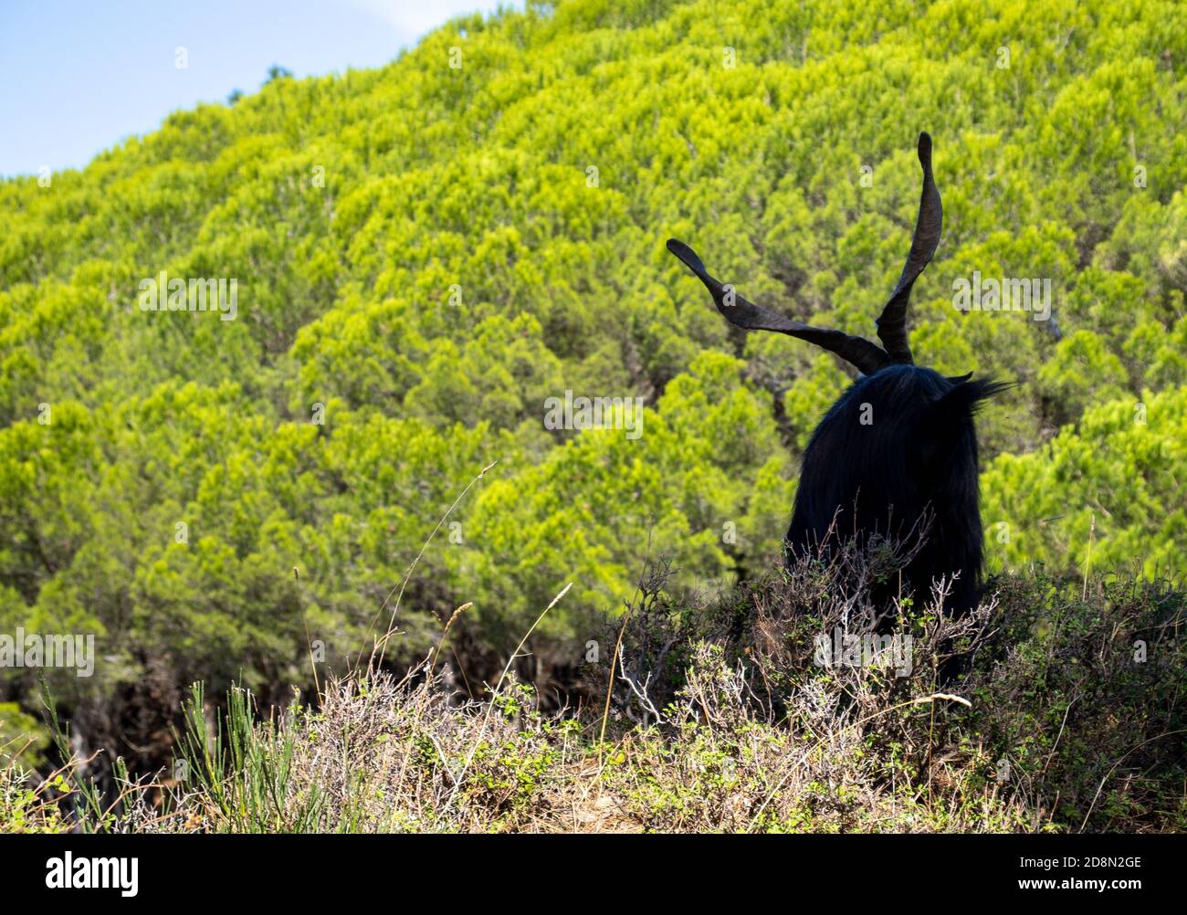 black billy goat with giant horns with forest behind Stock