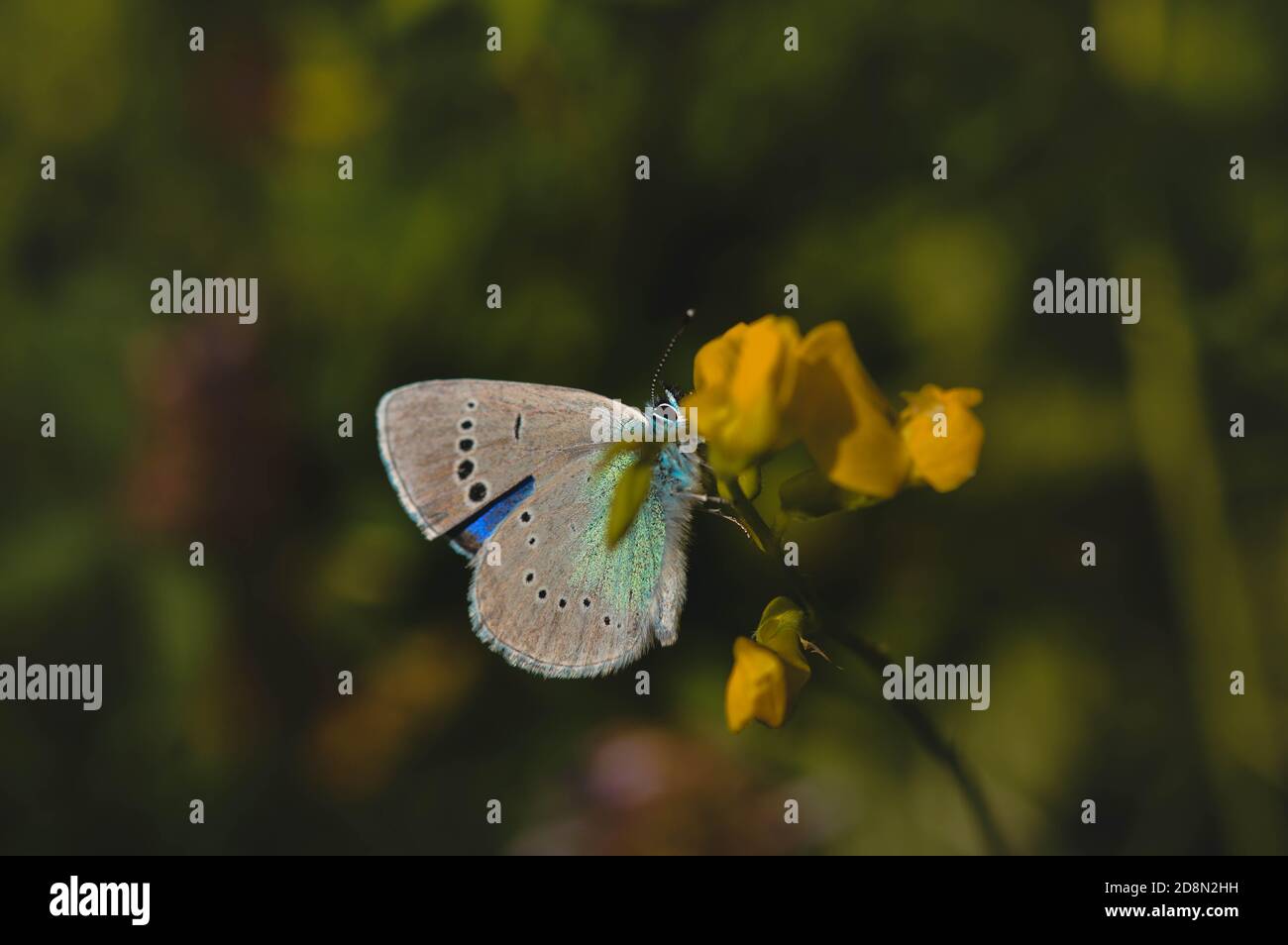 Small gray and blue butterfly on a yellow flower in the wild, horizontal background. Stock Photo