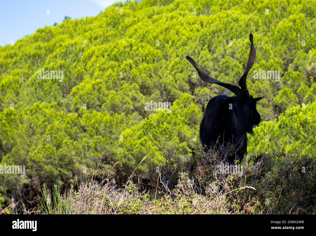 black billy goat with giant horns with forest behind Stock