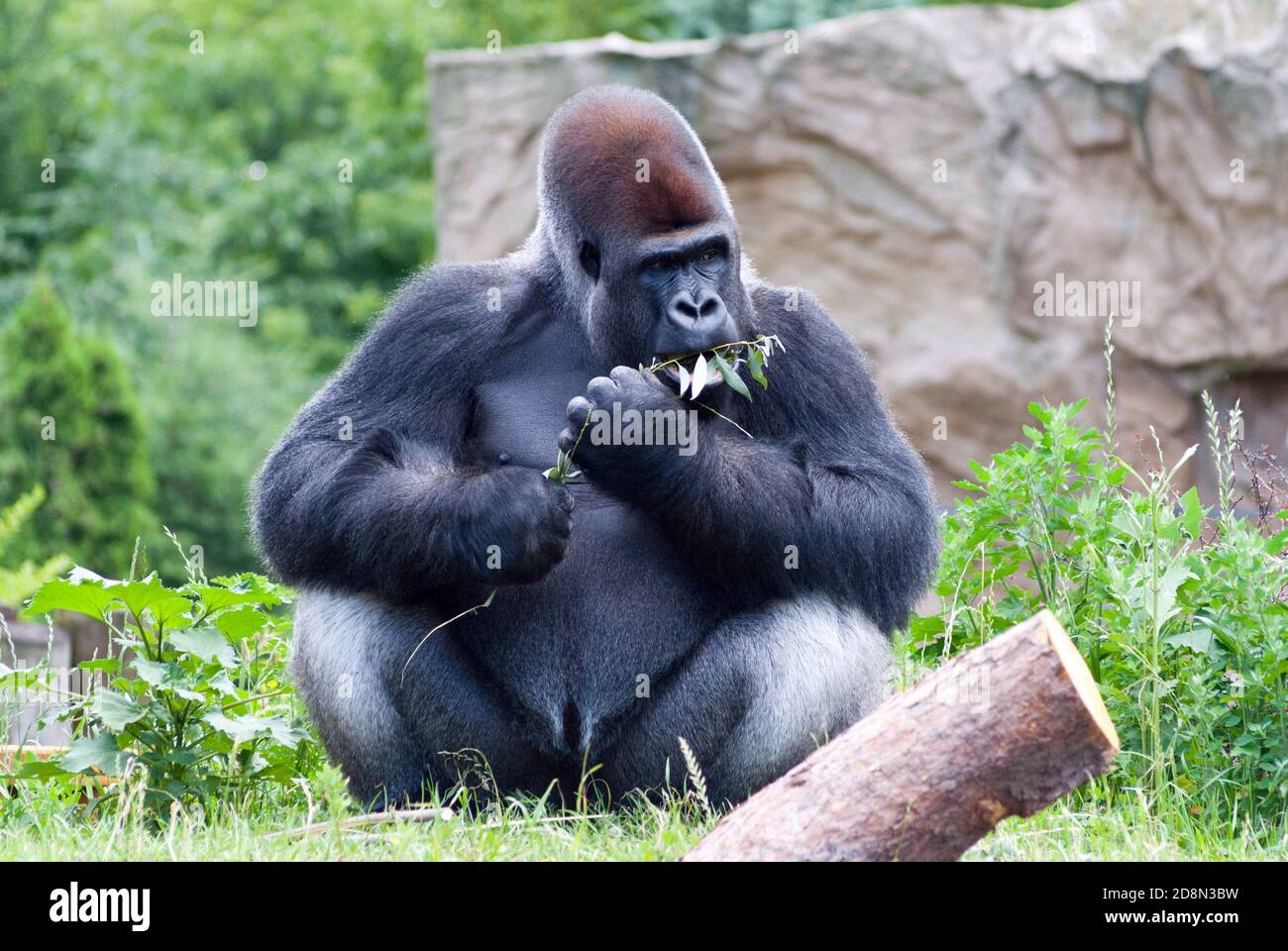Gorilla balls new arrivals