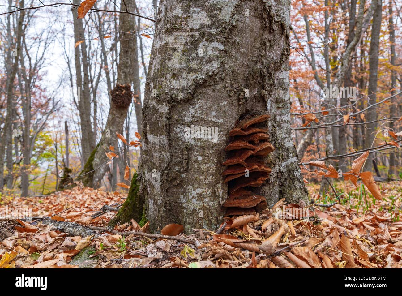 Katta kokrak bilan yapon ayollar video