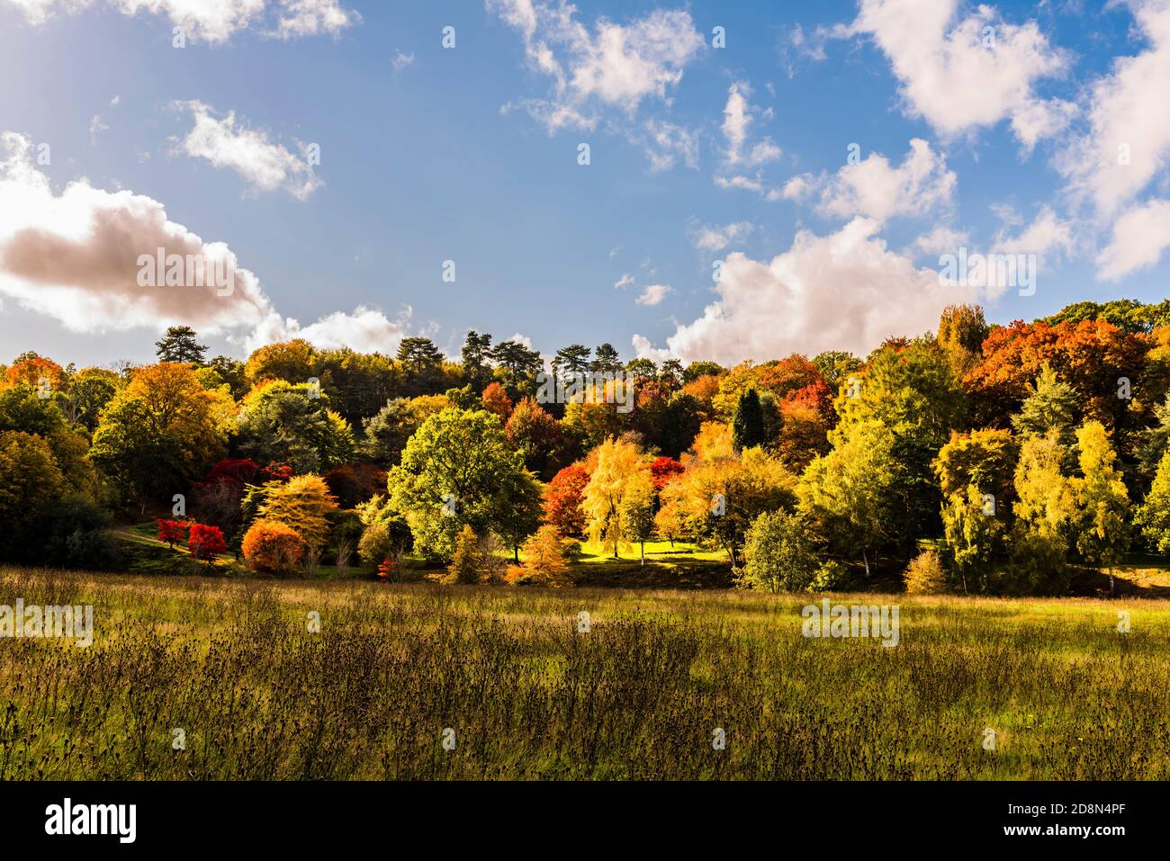 Array of autumn colours at Winkworth Arboretum, Surrey, UK Stock Photo