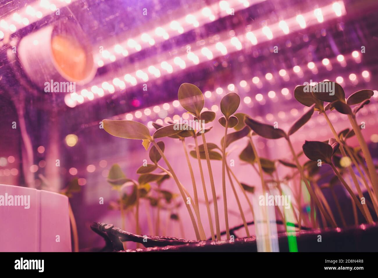 Smart Indoor Farm And Photoperiodism Concept. Selective Focus On 