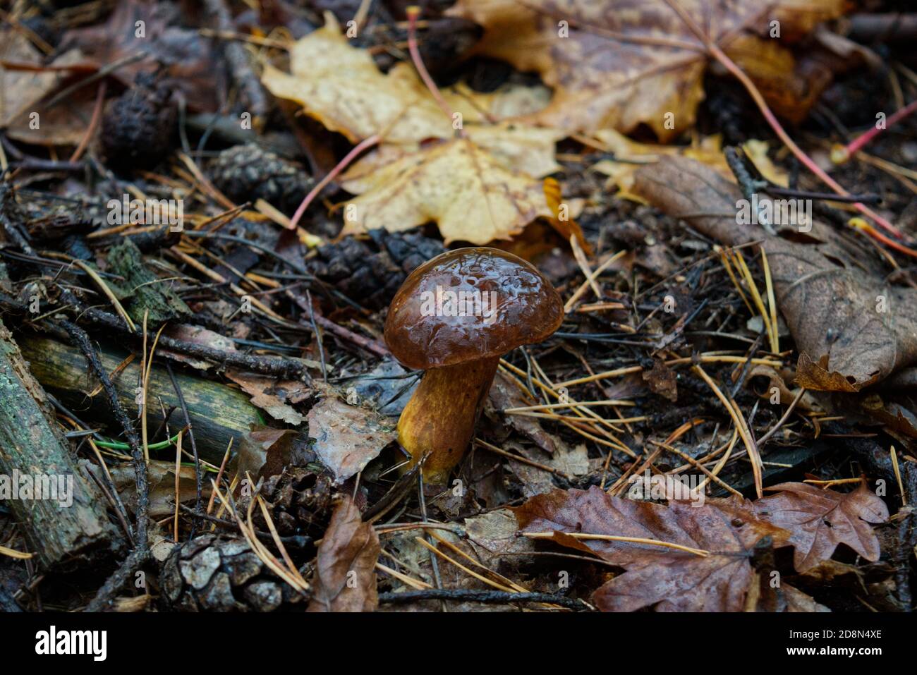 Mushrooms in autumn Stock Photo