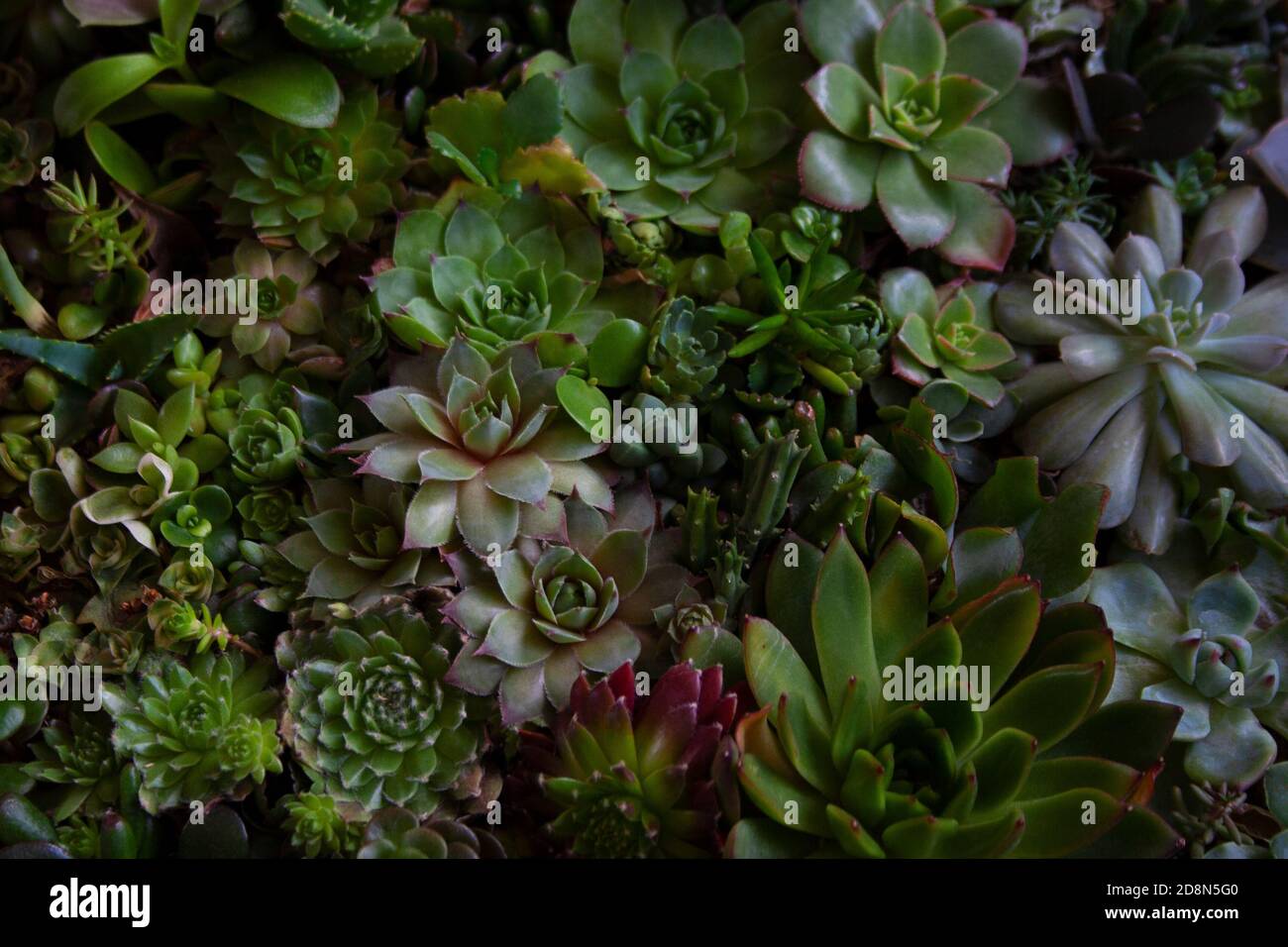 Colorful succulent plants of different shape background close up Stock Photo
