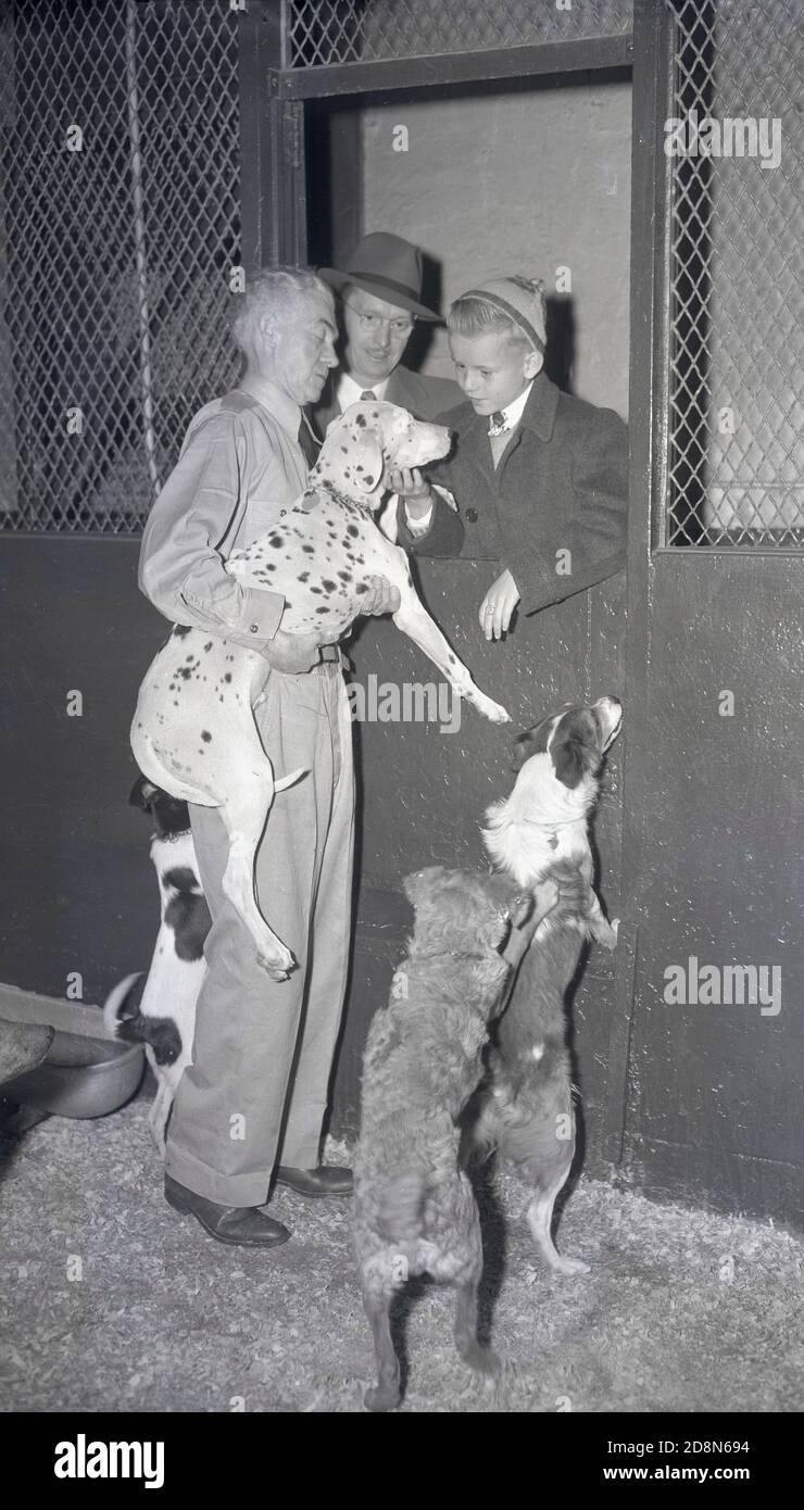 1948, historical, a young boy with his father being shown a spotted rescue dog held by a male handler at the ASPCA, New York city's famous dog and animal rescue shelter in New York, USA. Stock Photo