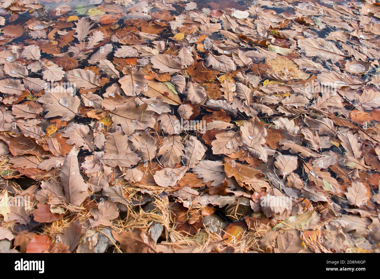 Leaves floating in water hi-res stock photography and images - Alamy