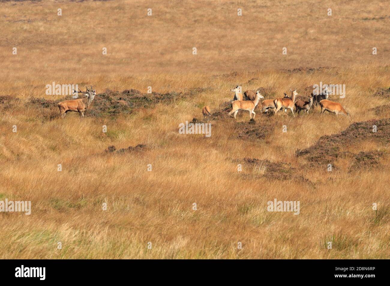 Bellowing red deer stag with hinds, Cervus elaphuson during the autumn rut on Big Moor, Derbyshire, Peak District National Park, England, UK. Stock Photo