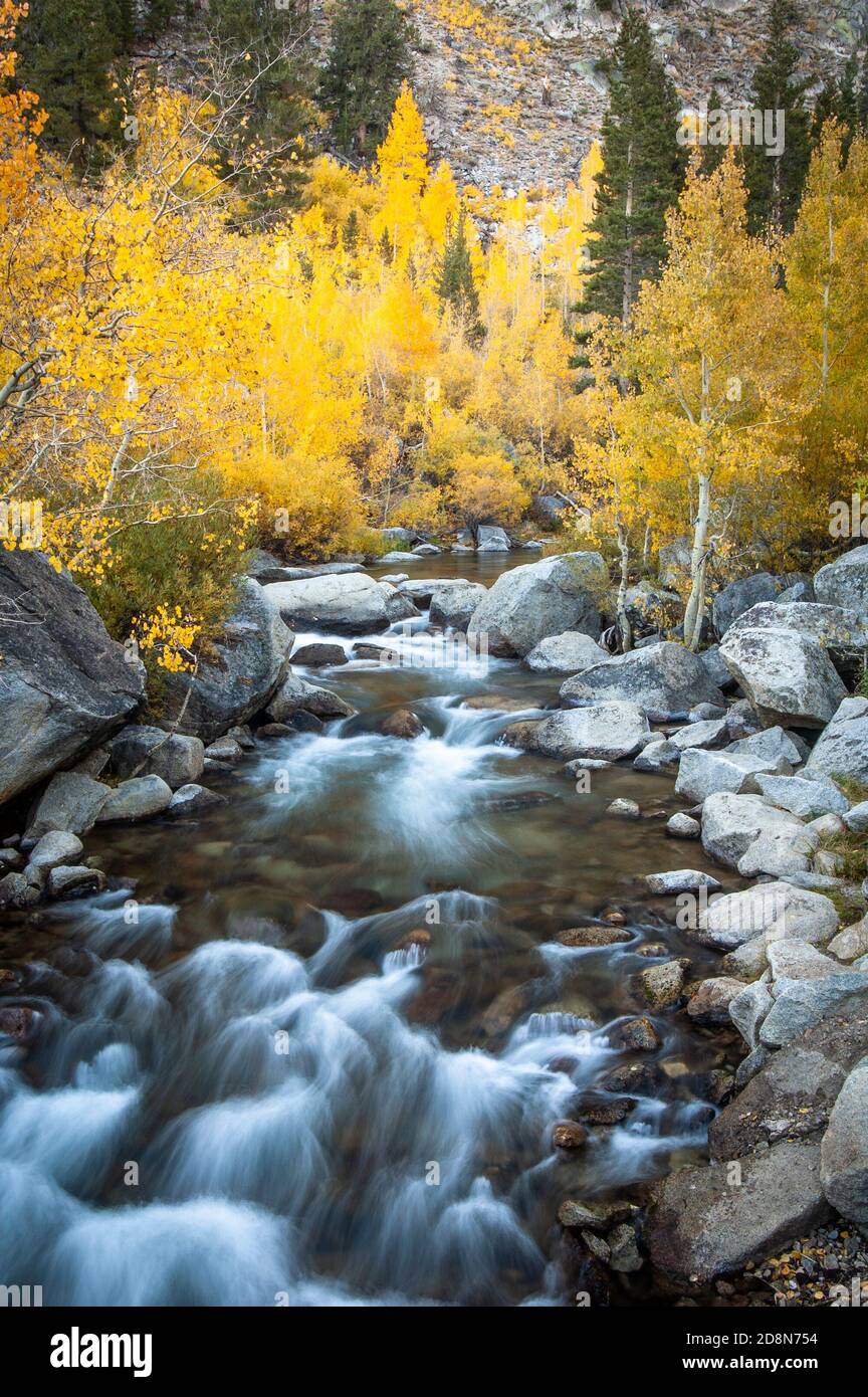 A stream flows through yellow Aspen trees in the Sierra Nevada mountains. Stock Photo