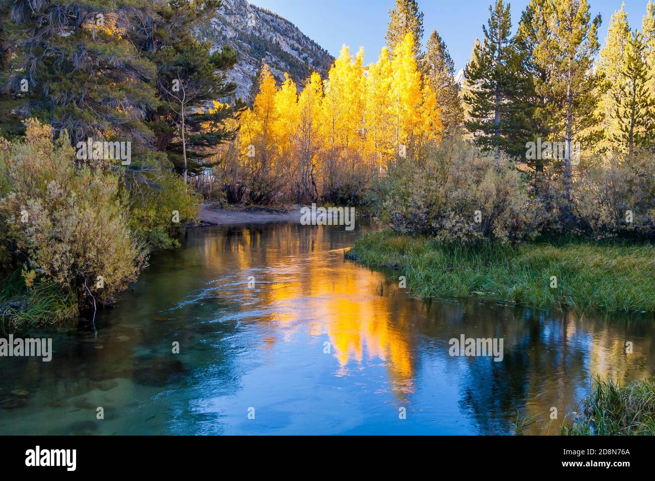 Autumn colors reflecting in a stream in the Sierra Nevada mountains. Stock Photo