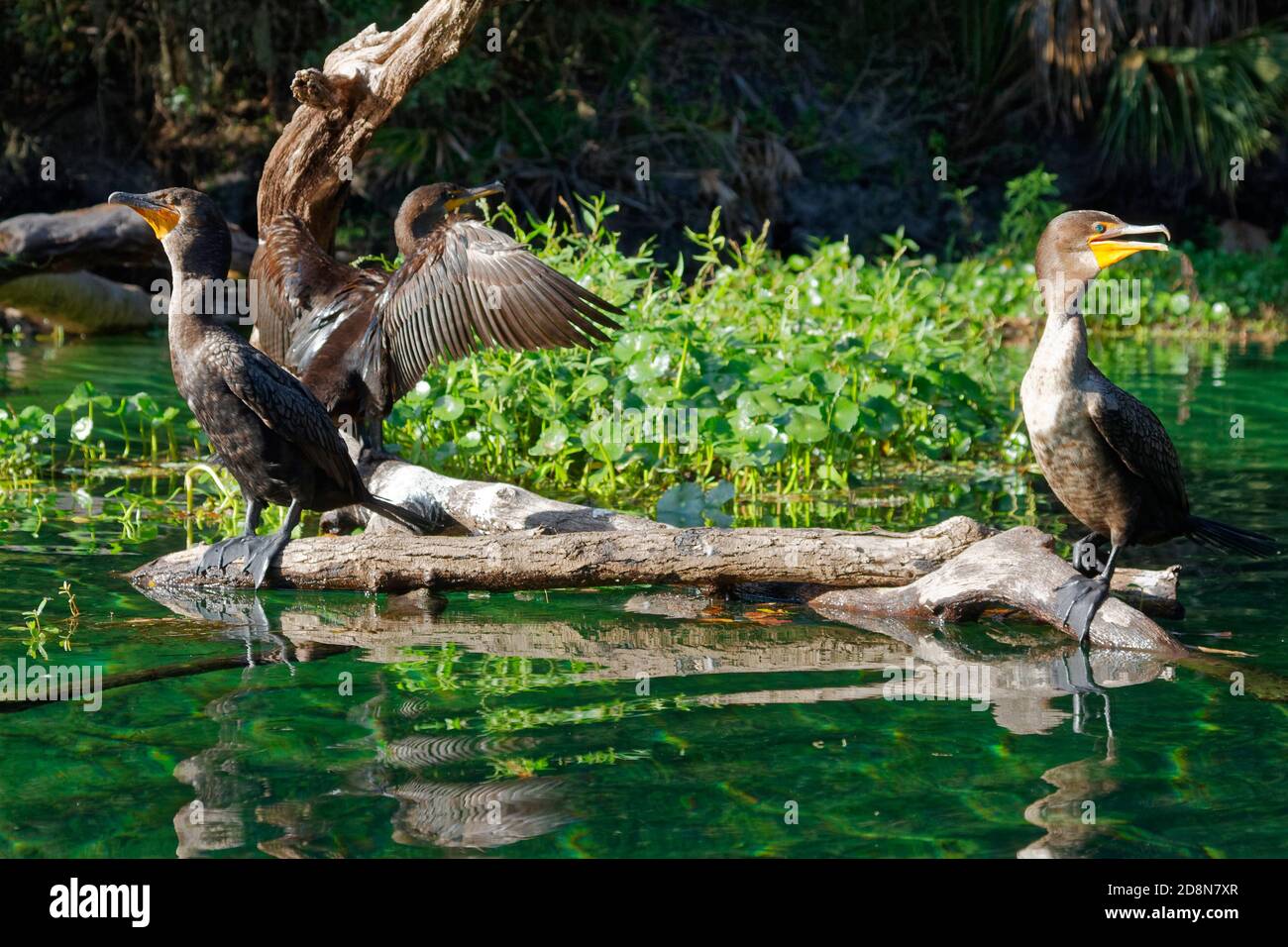 3 double crested cormorants on log hires stock photography and images Alamy