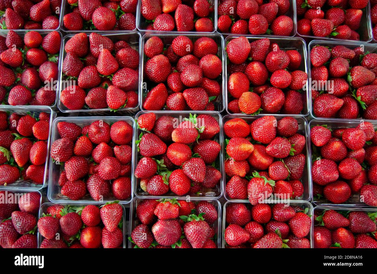 Rows of strawberries in containers for sale at the farmer market Stock