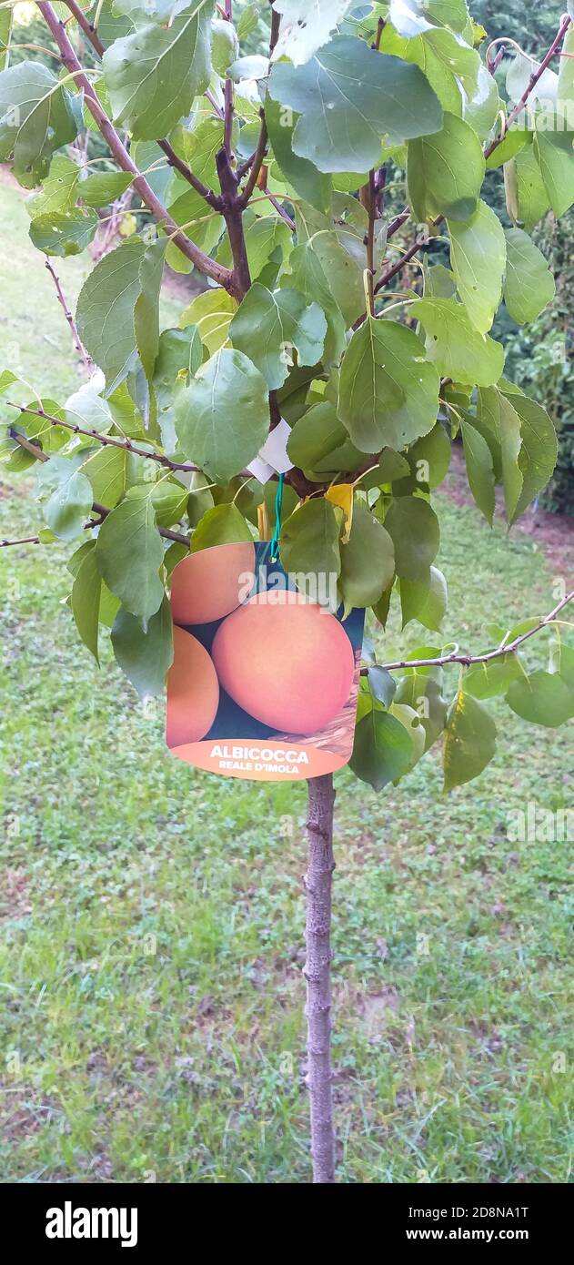 fertilizer for plants indoor Organic Indoor Houseplant Plant Food