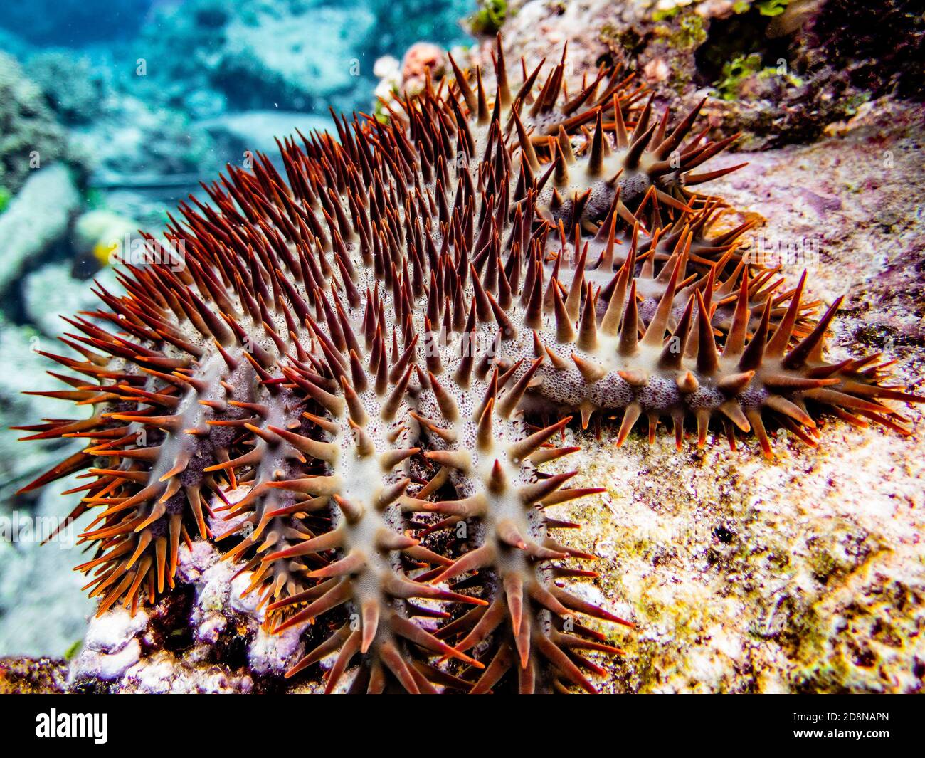 Crown of thorns sea star hi-res stock photography and images - Alamy