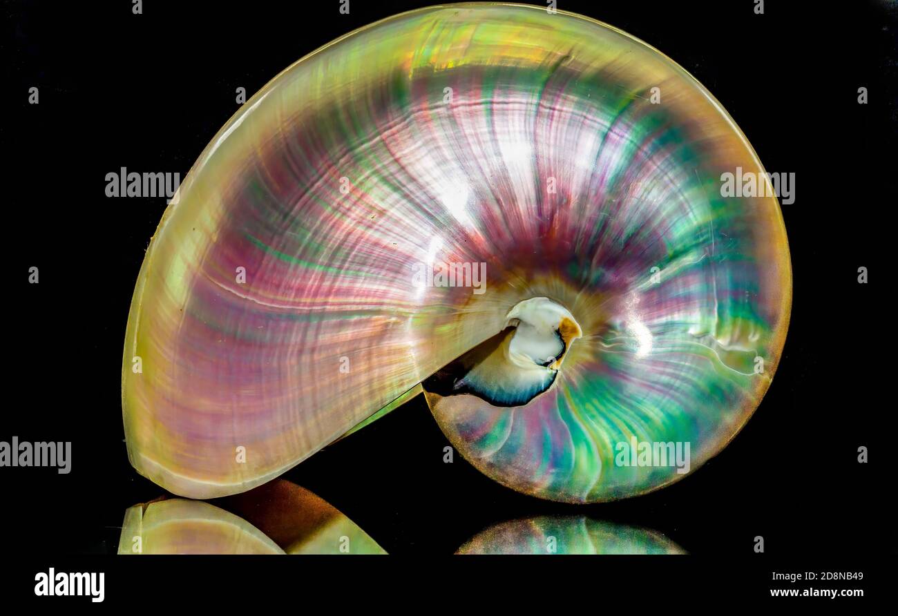 A polished nautilus Stock Photo