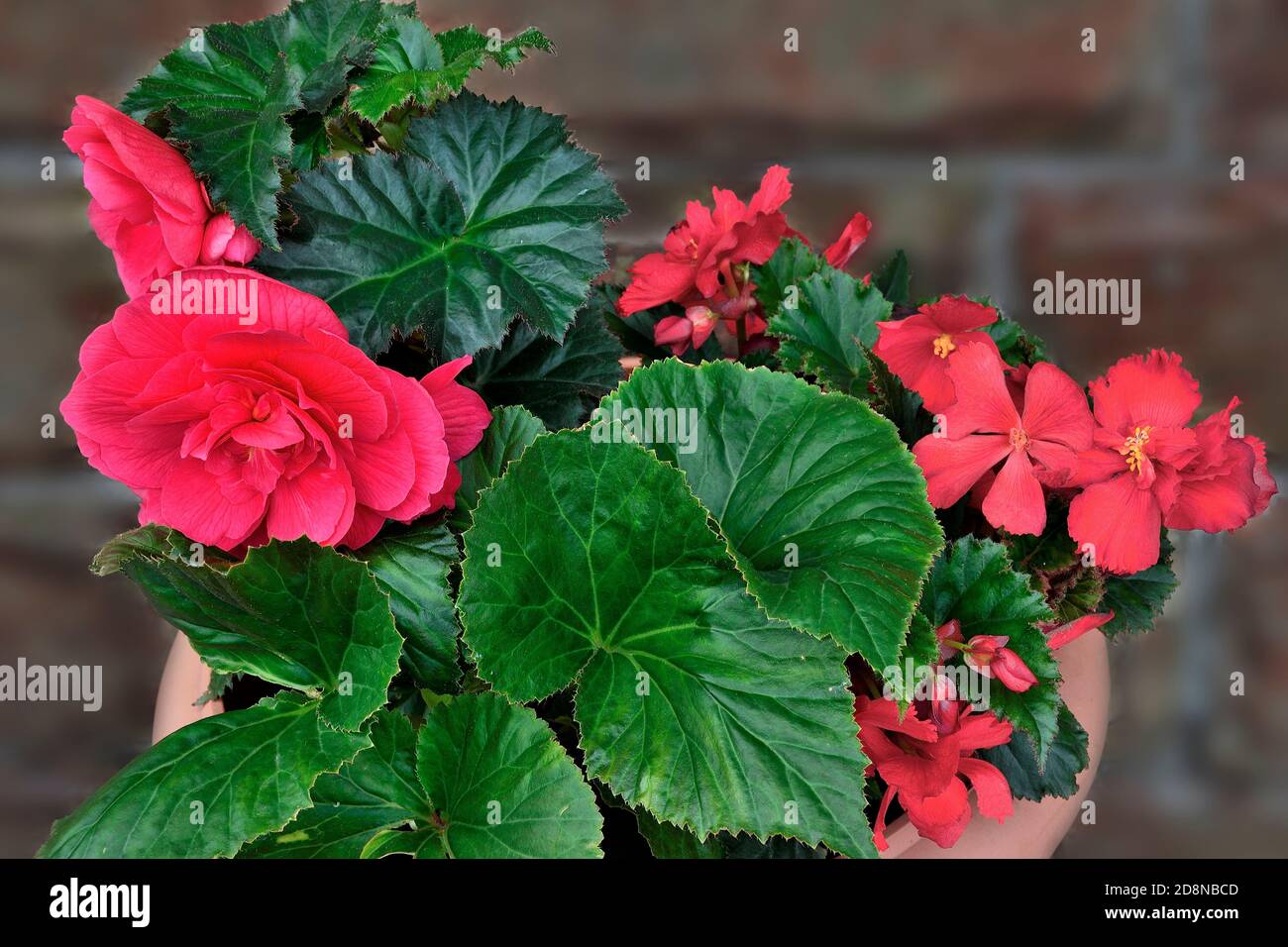 Bright red flowers of begonia tuberous  or (Begonia tuberhybrida) - decorative  large-flowered plant close-up on blurred backdrop. Can be grown both a Stock Photo