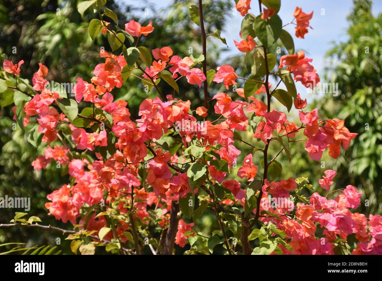 Bougainvillea glabra paper flower hi-res stock photography and images ...