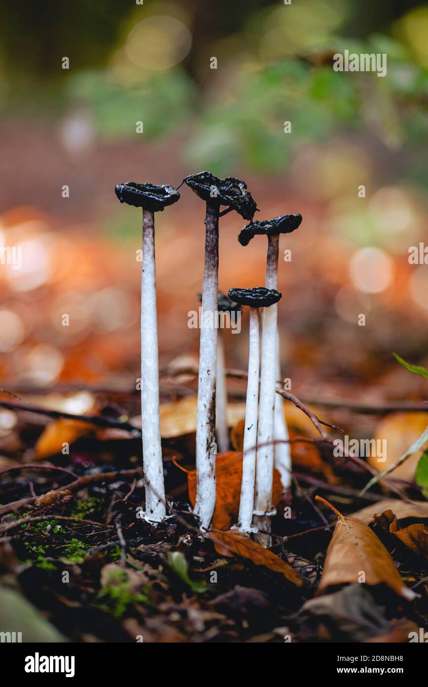 Horse tail hires stock photography and images Alamy