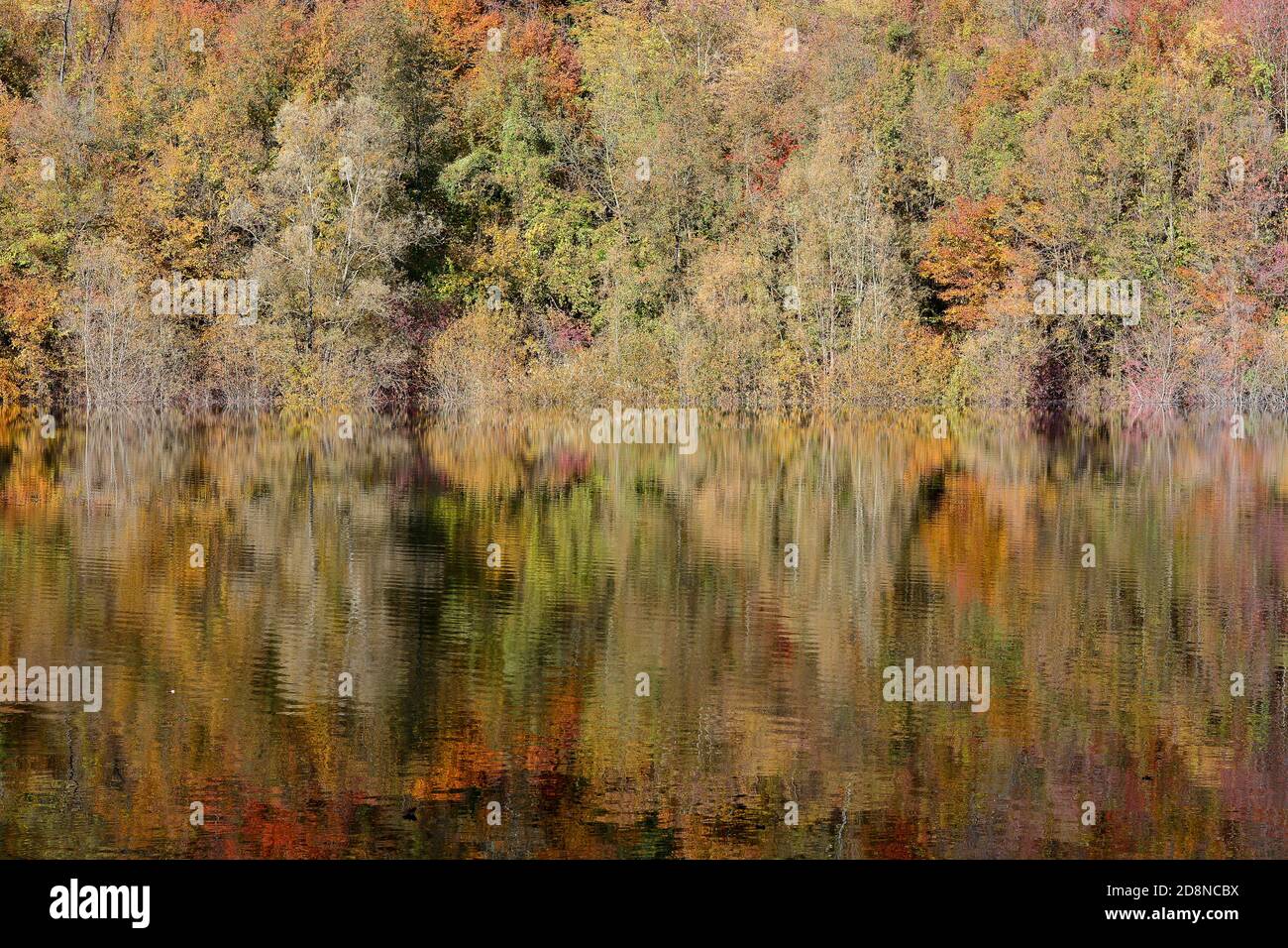 autumn reflection on the lake Stock Photo - Alamy