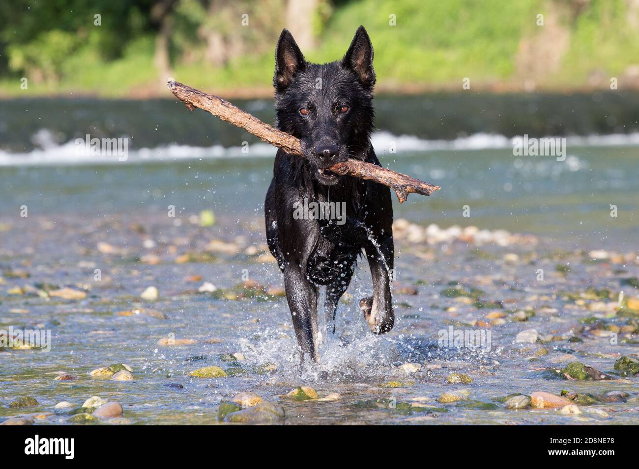 German Shepherd retrieving object from water, Italy Stock Photo