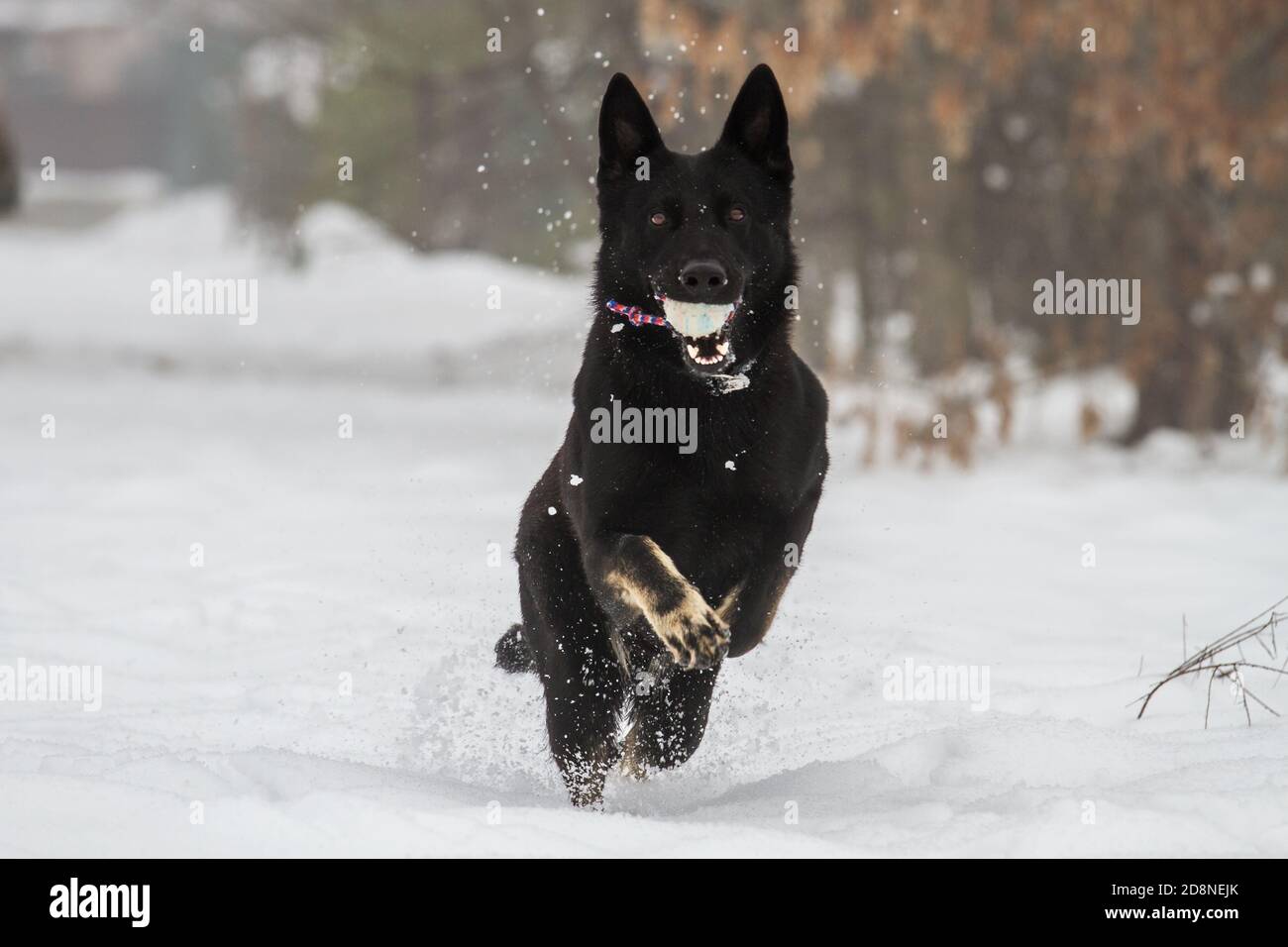Black German Shepherd training in the snow, Italy Stock Photo Alamy