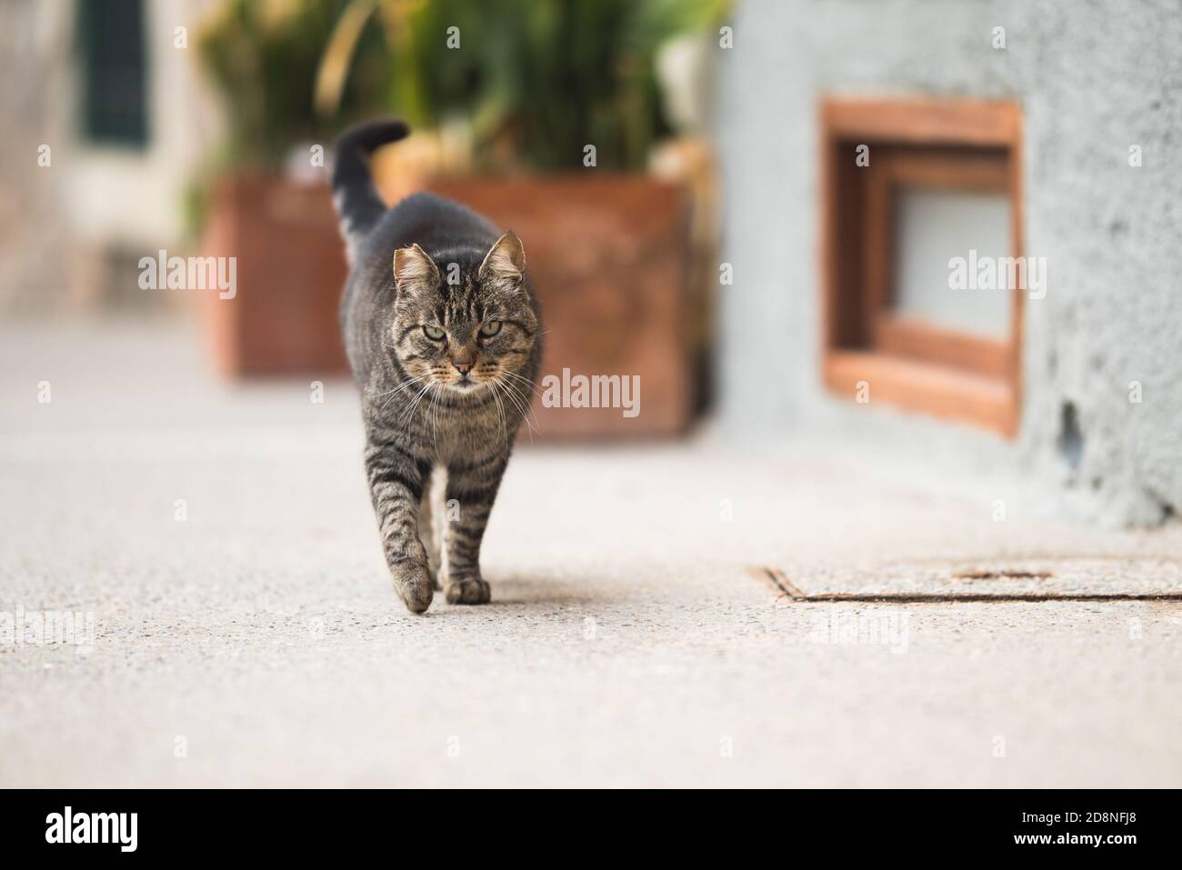 tabby feral cat with notched ear walking towards camera on the sidewalk