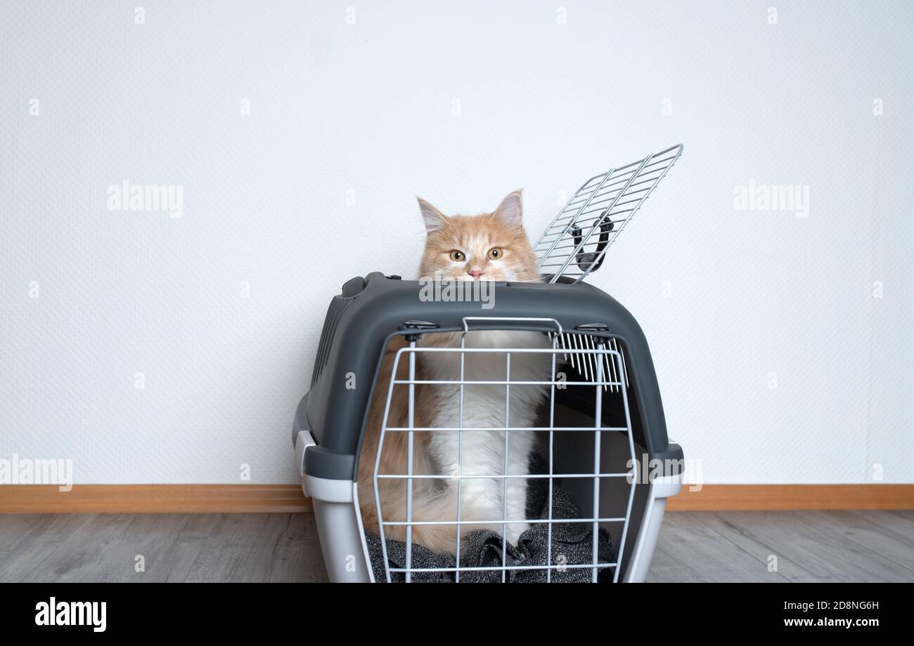 ginger maine coon cat looking out of a pet carrier standing in front of
