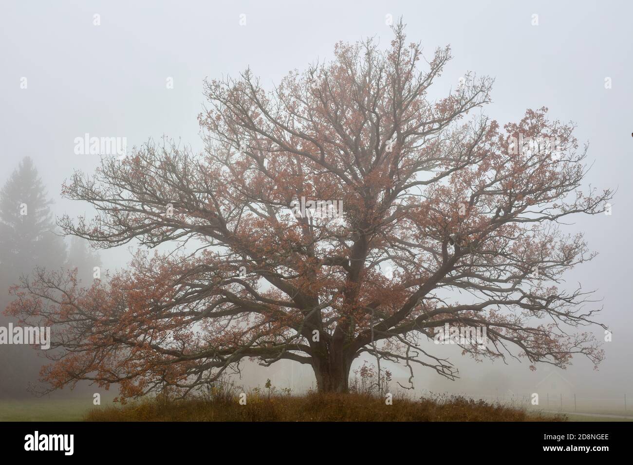 Mighty oak tree hi-res stock photography and images - Alamy