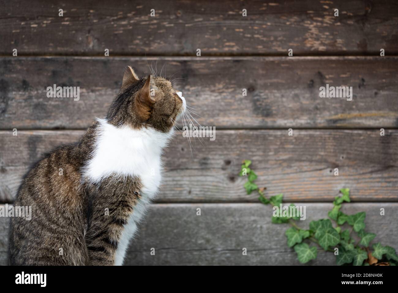 side view close up of a tabby white british shorthair cat in front of ...