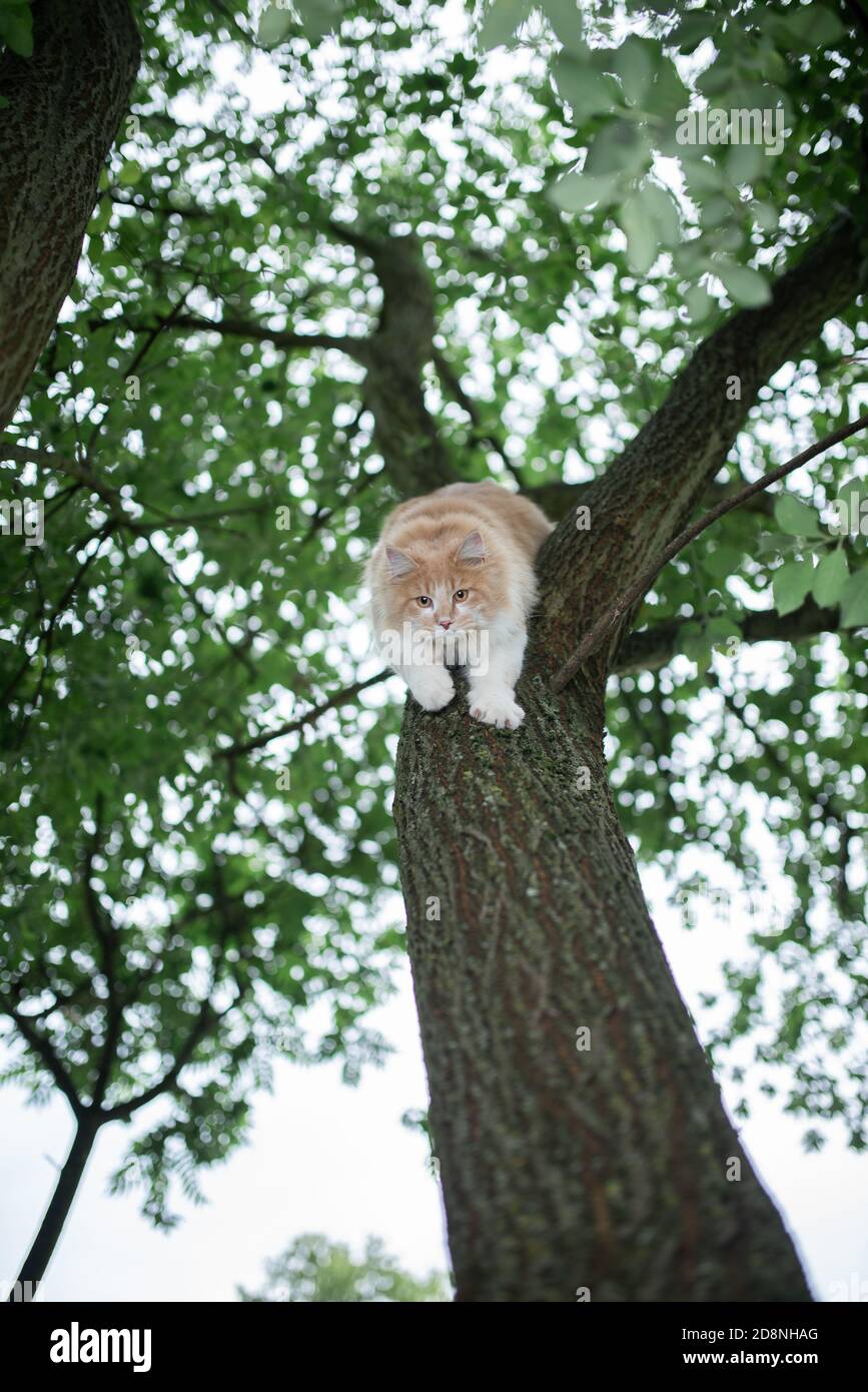 young cream tabby ginger maine coon cat climbing down a tall tree