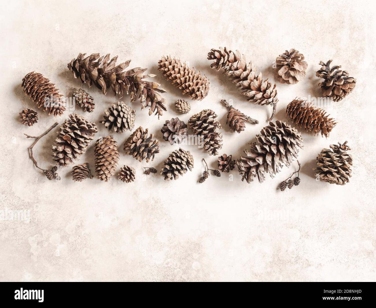 Collection of various conifers cones. Christmas set various cones of sequoia, pine, spruce, fir on brown background. Botanical evergreen flat lay. Stock Photo