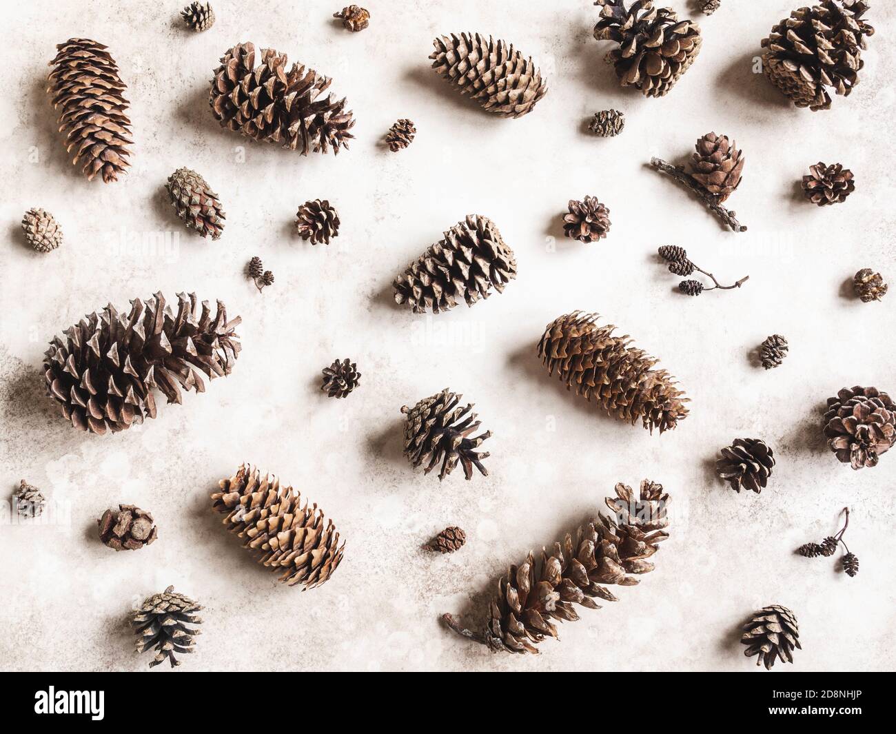 Collection of various conifers cones. Christmas set various cones of sequoia, pine, spruce, fir on brown background. Botanical evergreen flat lay. Stock Photo